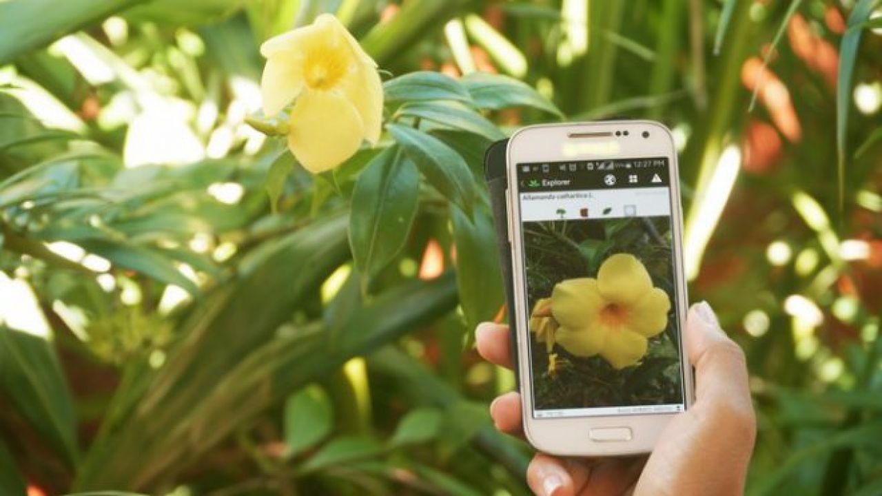 Распознавание по фото растений онлайн на русском языке бесплатно