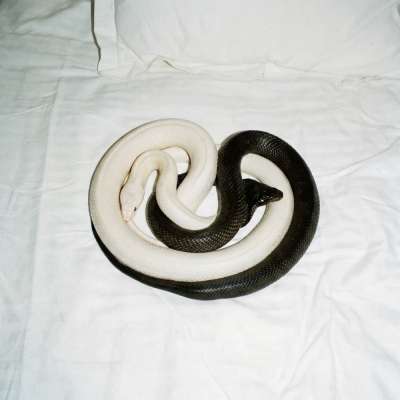 Yin Yang
