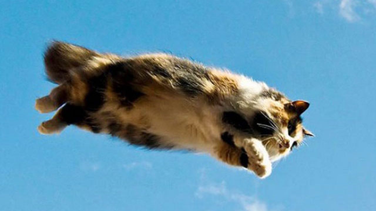 Кошки полетели. Кот летит. Кот в прыжке. Летающие коты. Кошка в полете.